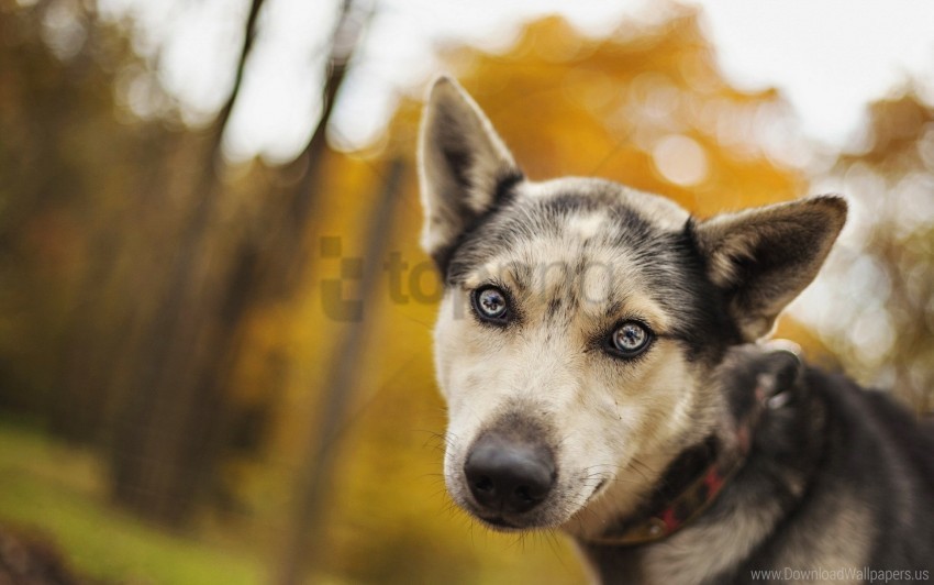 dog eyes look muzzle sadness wallpaper PNG graphics with clear alpha channel broad selection