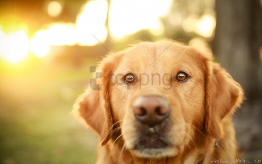 dog eyes loyalty muzzle sunlight wallpaper PNG free download transparent background