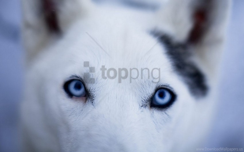 Dog Eyes Mottled Muzzle Wallpaper Transparent PNG Graphics Library