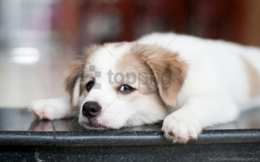 Dog Eyes Muzzle Puppy Sad Wallpaper Transparent PNG Isolated Element With Clarity