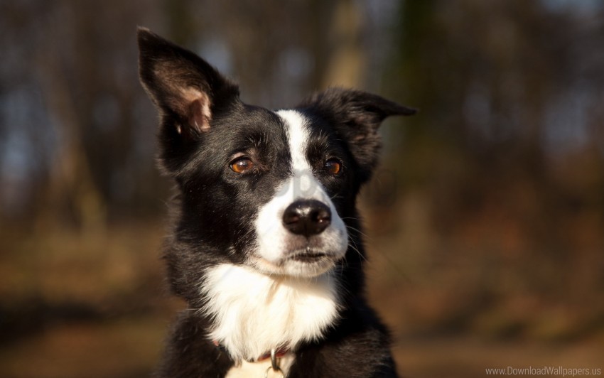 dog eyes muzzle spotted wallpaper Isolated PNG Graphic with Transparency