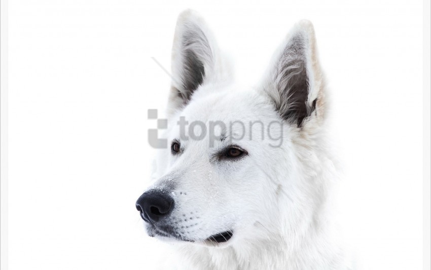 Dog Eyes Muzzle White Wallpaper PNG Transparent Pictures For Projects