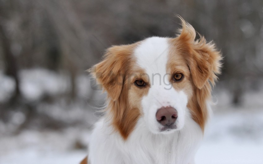 dog eyes muzzle wind wallpaper ClearCut Background PNG Isolation
