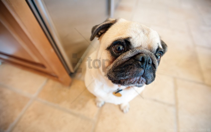 dog eyes pug face wallpaper Isolated PNG Item in HighResolution