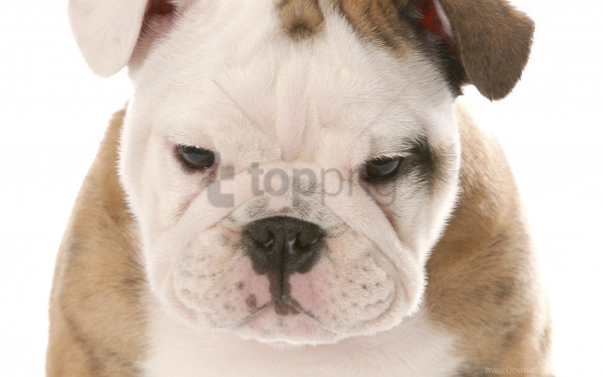 dog eyes puppy sadness snout wallpaper Free PNG images with transparent backgrounds