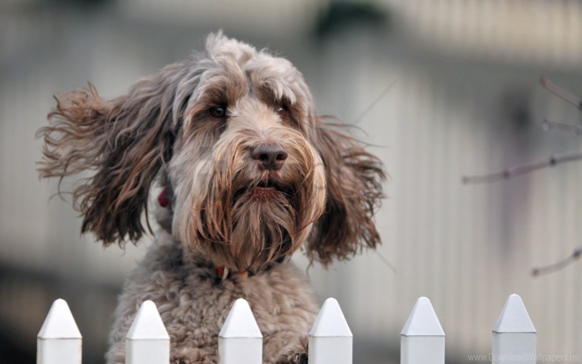 dog face fence puppy wind wallpaper PNG transparent design