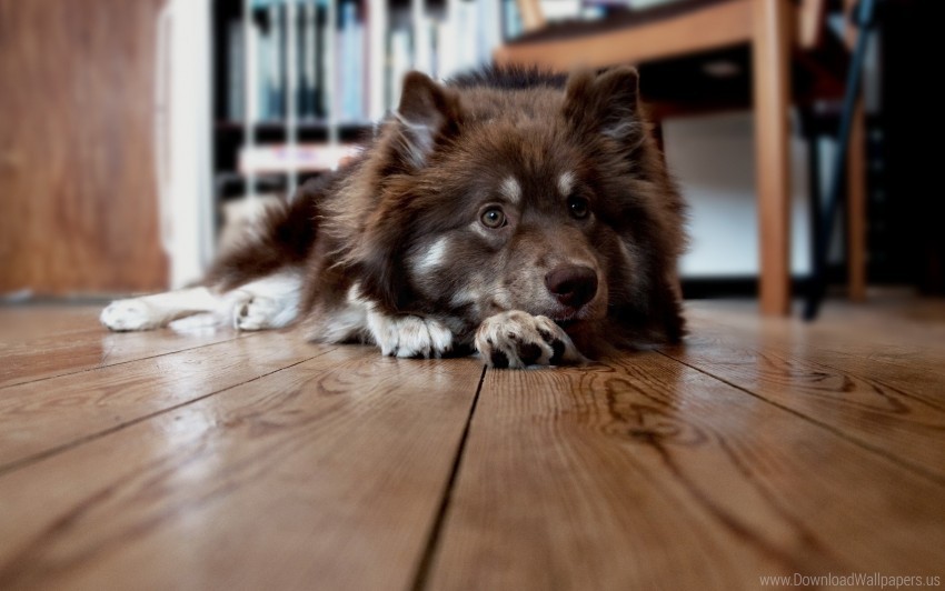 dog face floor furry lying waiting wallpaper PNG transparent elements package