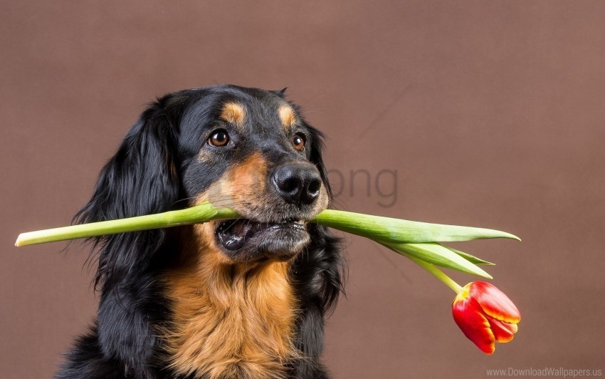 Dog Face Flower Gift Wallpaper Clean Background Isolated PNG Illustration