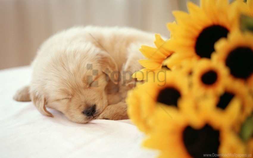 dog face flower puppy sleep wallpaper PNG images without watermarks