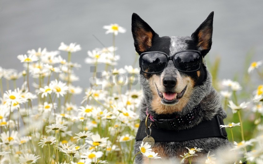 Dog Face Flowers Glasses Wallpaper PNG With Clear Transparency