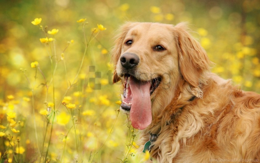 dog face flowers leisure tongue wallpaper Isolated Artwork in Transparent PNG