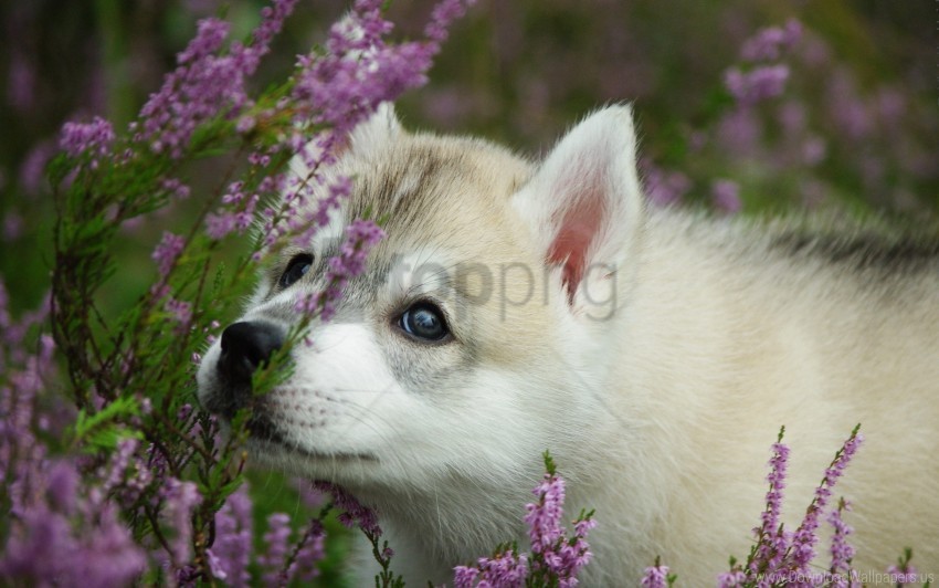 dog face flowers puppy wallpaper PNG Graphic with Isolated Transparency