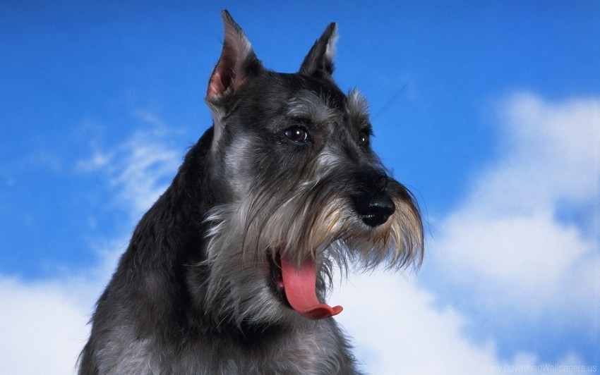 dog face fluffy schnauzer wallpaper PNG images with transparent canvas variety