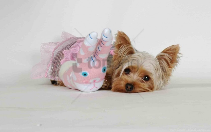 dog face fluffy toy yorkshire terrier wallpaper Clear Background PNG Isolated Graphic