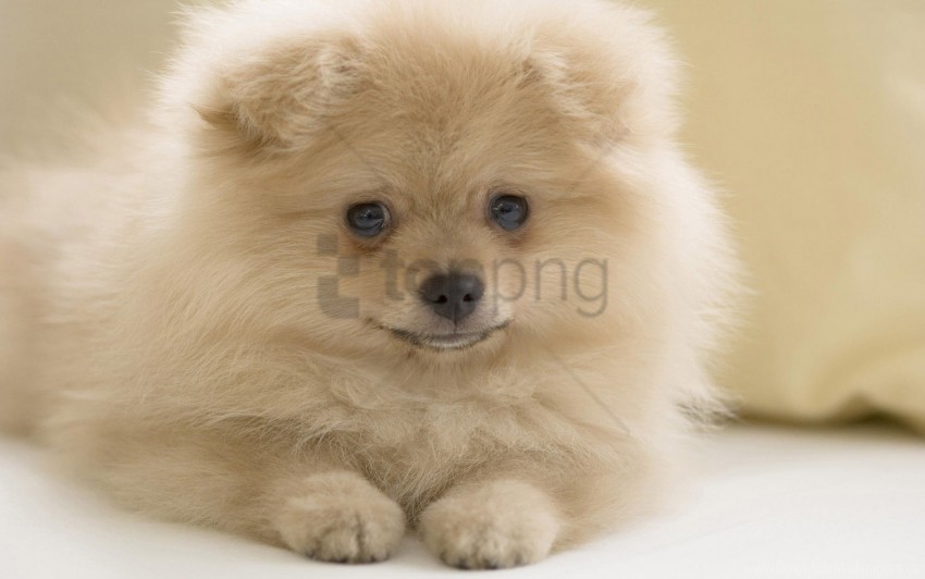 dog face fluffy white wallpaper PNG Isolated Illustration with Clarity