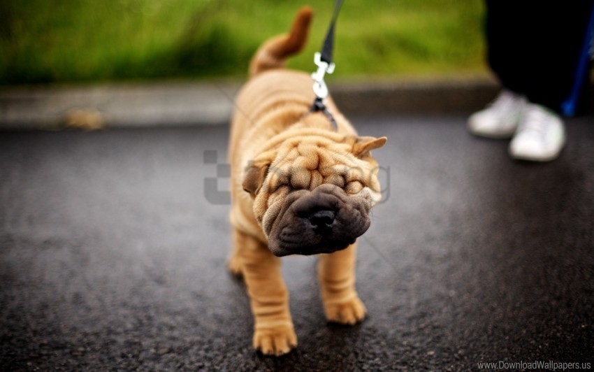 dog face folds leash puppy shar pei wallpaper Free PNG images with alpha transparency compilation