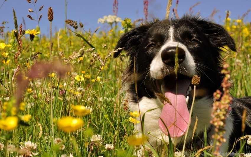 dog face grass protruding tongue wallpaper Isolated Design Element in PNG Format