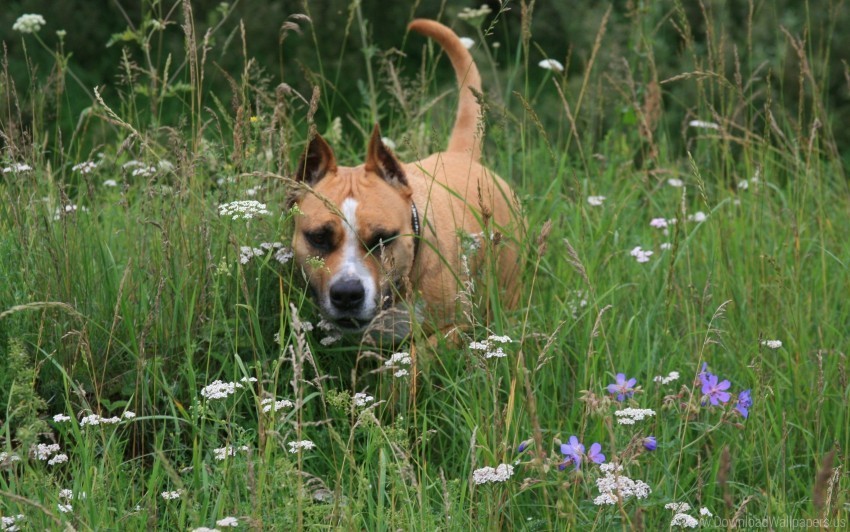 dog face grass running staffordshire terrier wallpaper PNG transparent elements compilation