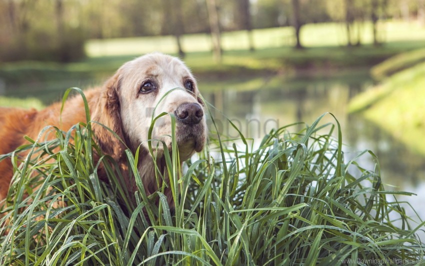 dog face grass wet wallpaper PNG for mobile apps