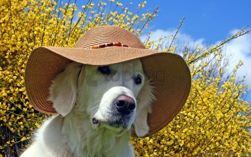 Dog Face Hat Summer Wallpaper PNG Clear Background