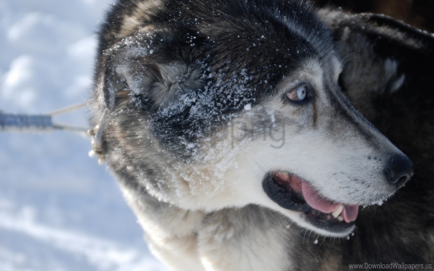 dog face husky snow wallpaper PNG pics with alpha channel