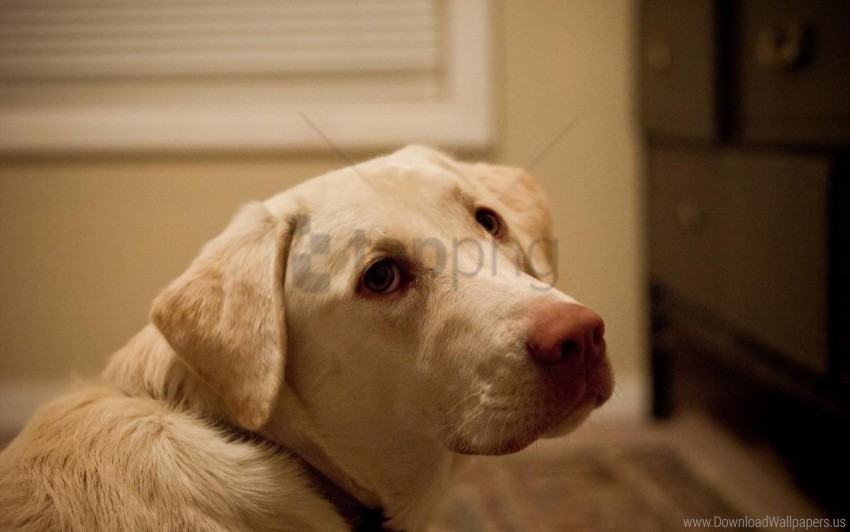 dog face labrador look wallpaper PNG Image with Isolated Subject