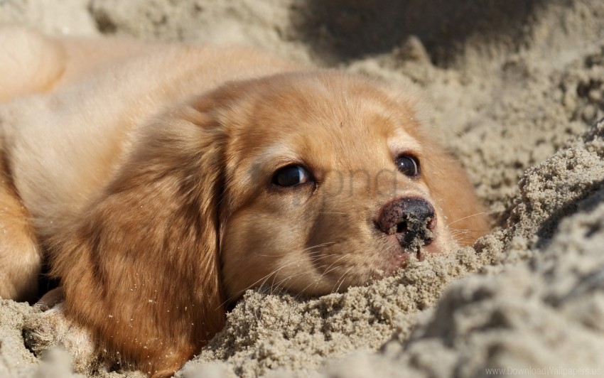 dog face labrador puppy sand wallpaper Isolated Artwork on Transparent Background PNG