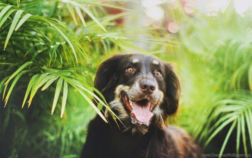 dog face leaves plants wallpaper HighQuality Transparent PNG Isolated Graphic Design