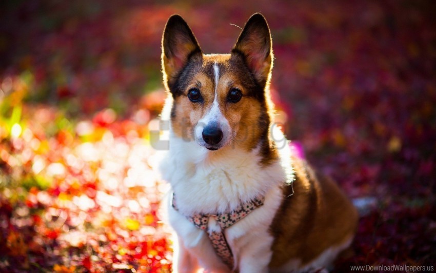 dog face light welsh corgi wallpaper PNG images with transparent canvas variety