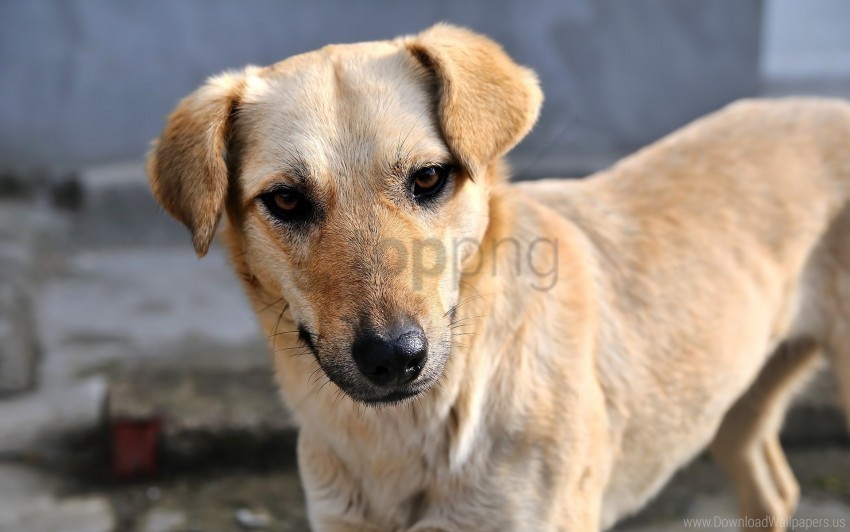 dog face little look wallpaper Isolated Item on Transparent PNG Format