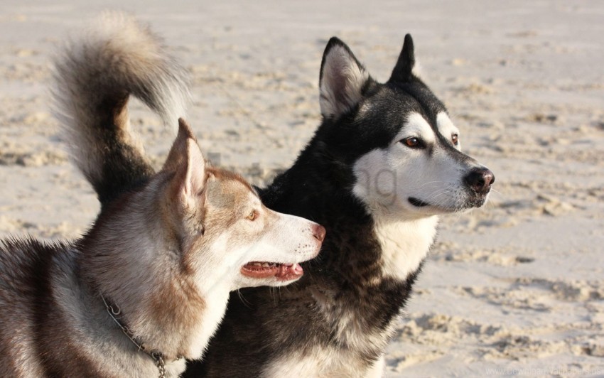 dog face malamute playful wallpaper Clear background PNGs