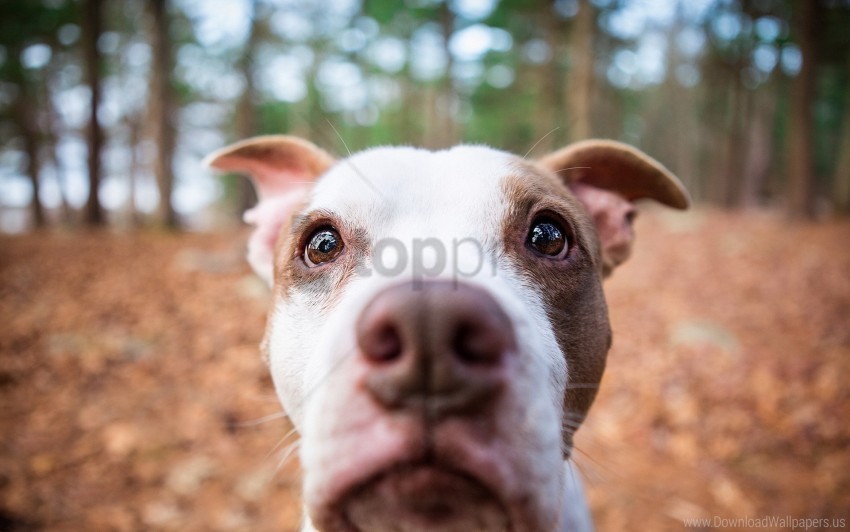 dog face nose spotted wallpaper PNG graphics