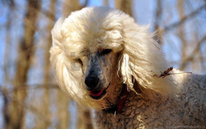 dog face poodle wallpaper PNG high resolution free