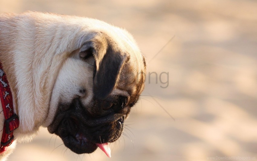 dog face pro pug wallpaper PNG Graphic with Transparent Background Isolation
