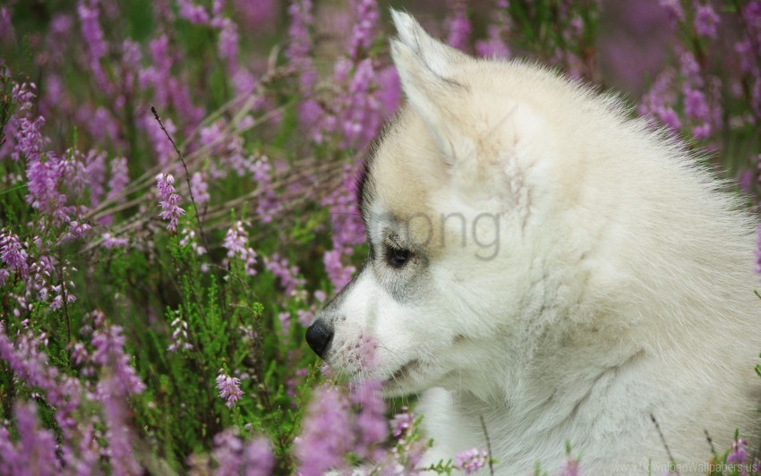 dog face pro puppy wallpaper PNG files with clear background bulk download