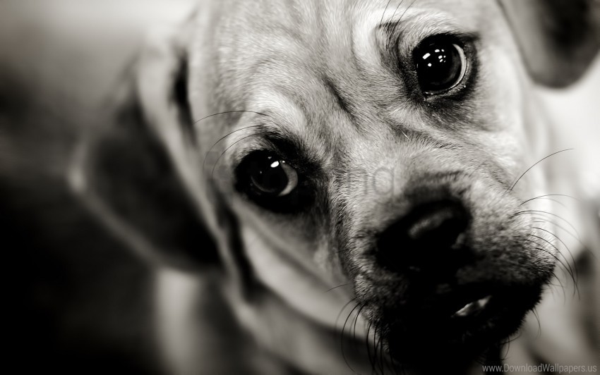 dog face puppy sad sight wallpaper PNG Image Isolated with Transparent Clarity