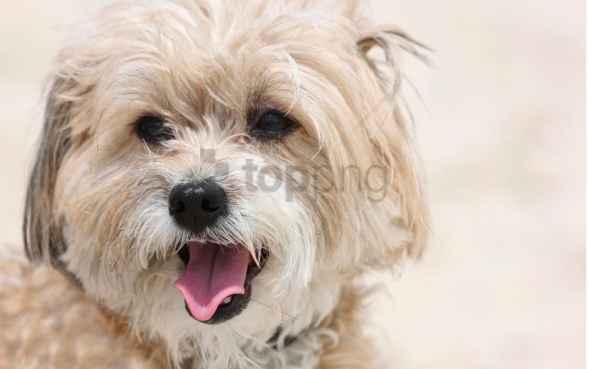 dog face terrier tongue wallpaper ClearCut Background PNG Isolated Item