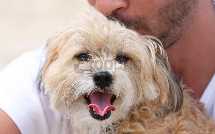 dog face terrier yawn wallpaper Transparent design PNG