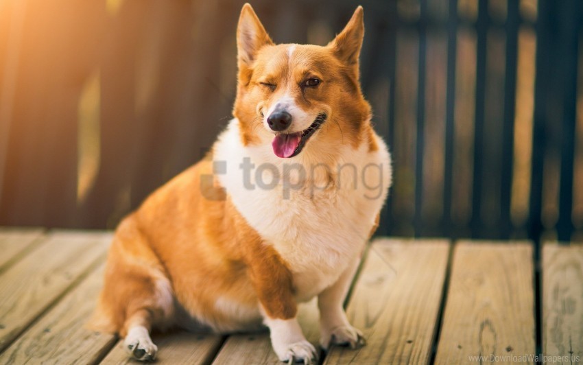 dog face thoroughbred wink wallpaper PNG images with alpha transparency wide collection