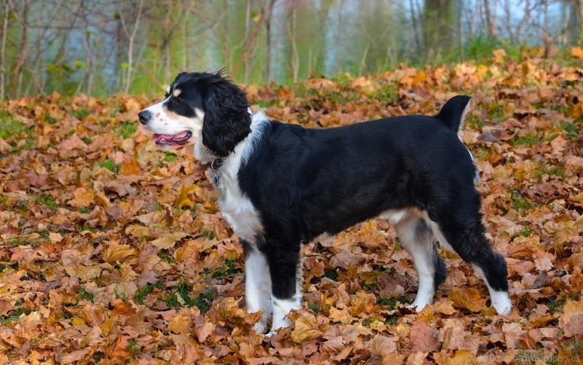 dog fall leaves wallpaper Images in PNG format with transparency