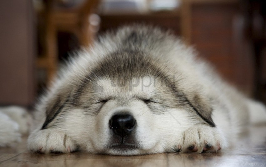 dog feet muzzle sleep wallpaper Background-less PNGs