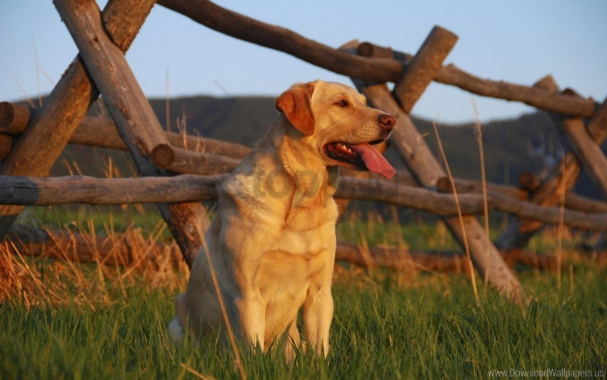 dog fence grass labrador sunset waiting for wallpaper PNG graphics with transparent backdrop