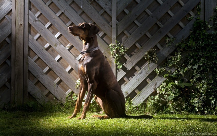 dog fence grass shadow wallpaper PNG for digital art