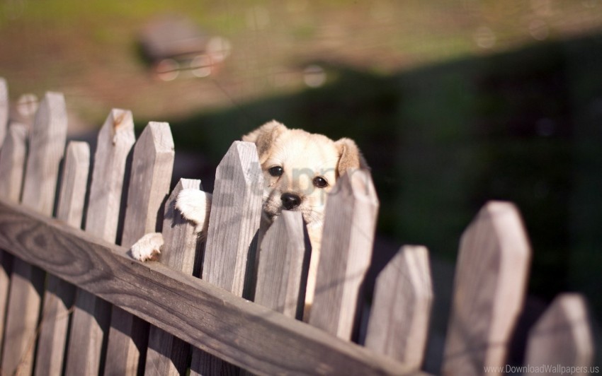 dog fence look wallpaper Isolated Subject with Clear Transparent PNG