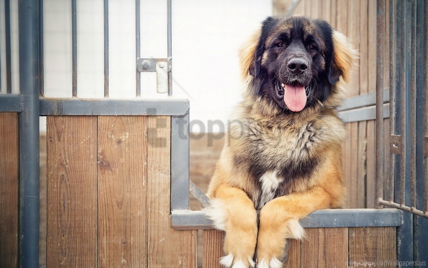 dog fence shepherd wallpaper PNG images with no background needed