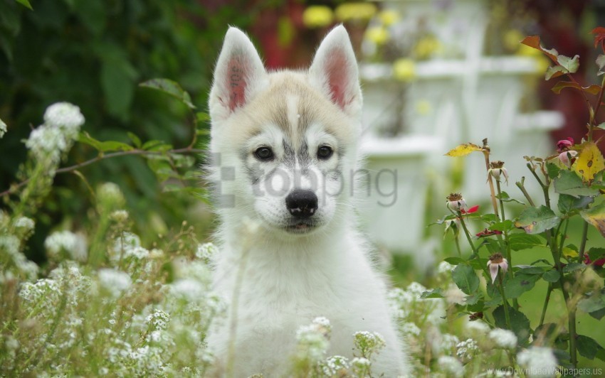 dog field flowers grass husky puppy wallpaper Isolated Character in Transparent Background PNG