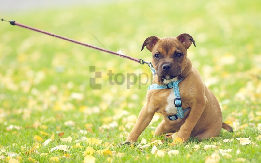dog field flowers grass wallpaper PNG pictures without background