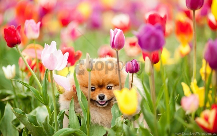 dog field flowers puppy tulips wallpaper Transparent PNG Isolated Illustration