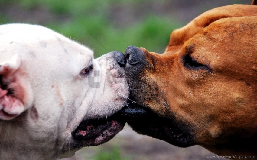 dog fight kiss muzzles wallpaper Transparent PNG images extensive gallery