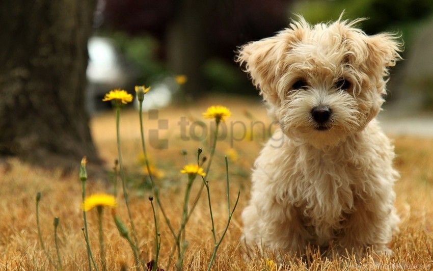 dog flower grass puppy wallpaper Isolated Icon in Transparent PNG Format